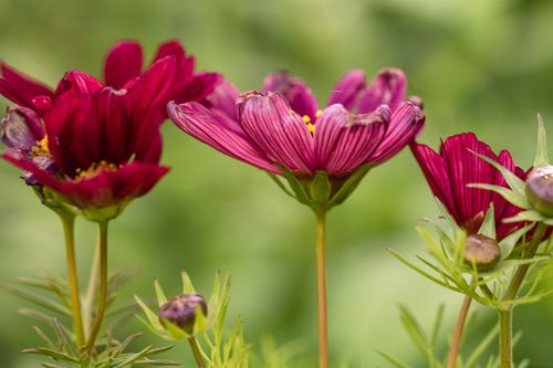 Free Close-up of vibrant cosmos flowers in a garden setting, showcasing colorful petals. Stock Photo