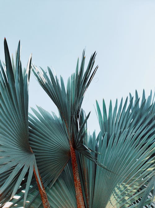 Free Imagine de stoc gratuită din arbore, cactus, călătorie Stock Photo