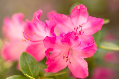 つつじ, ピンクの花, フラワーズの無料の写真素材