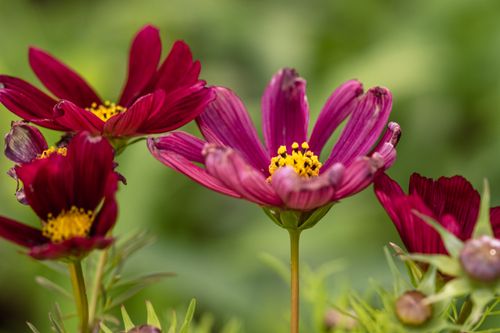 Free Stunning close-up of vibrant pink cosmos flowers with a blurred green background. Stock Photo