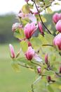 Twigs Images