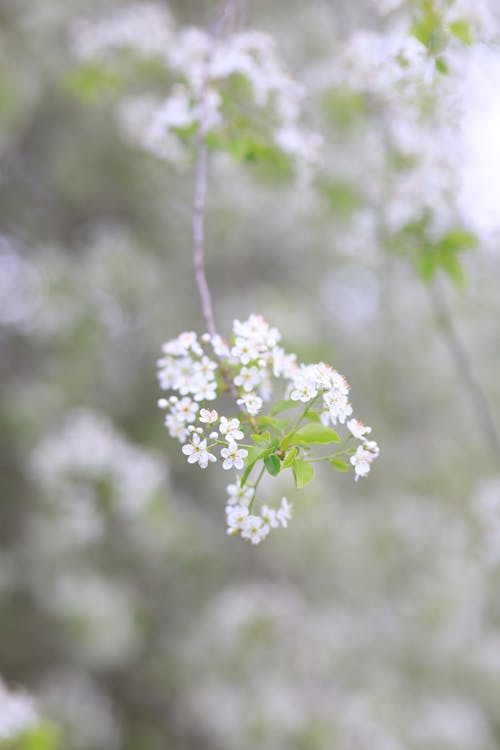 White Flowers in Tilt Shift Lens