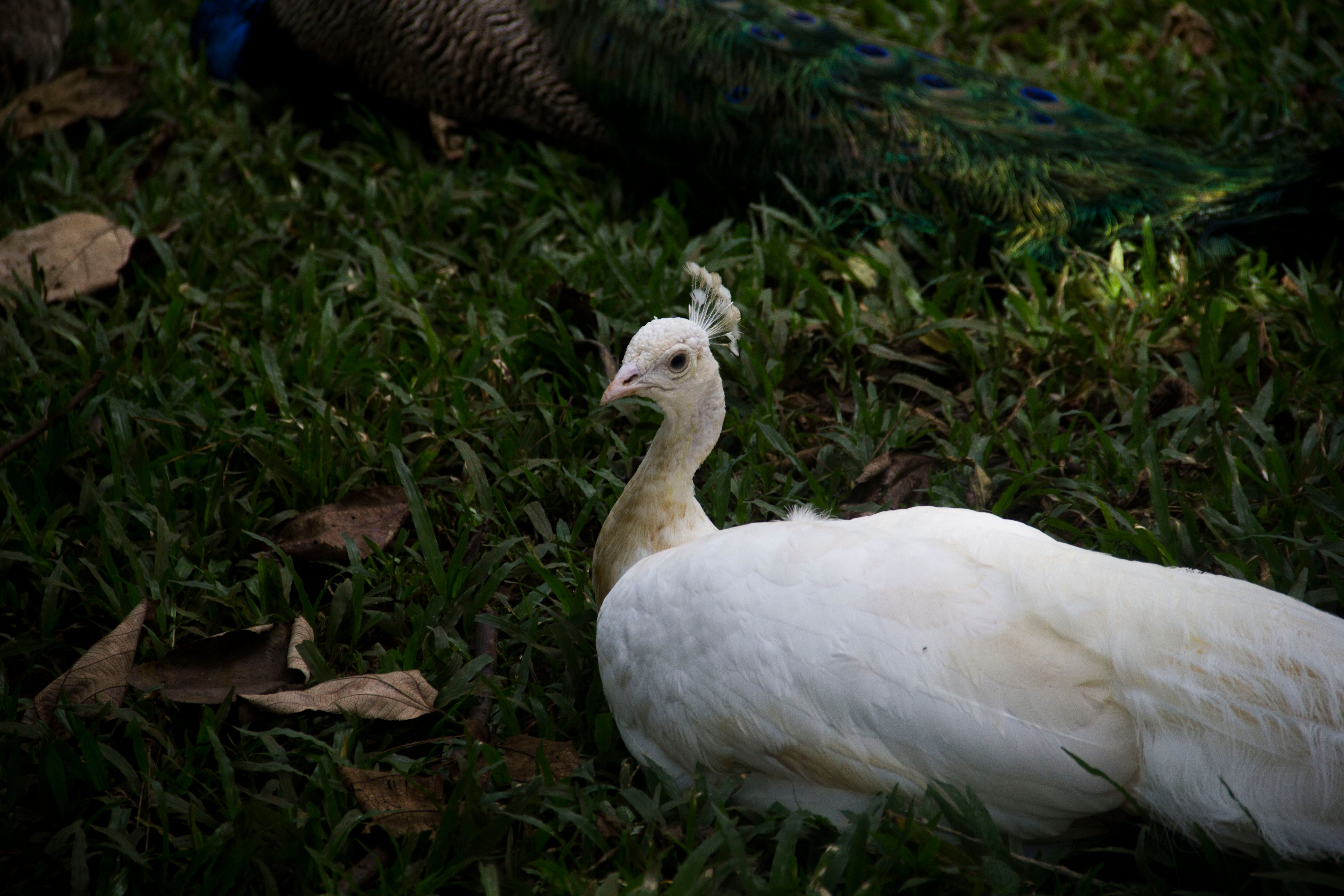 White Peafowl In Close Up Shot Free Stock Photo