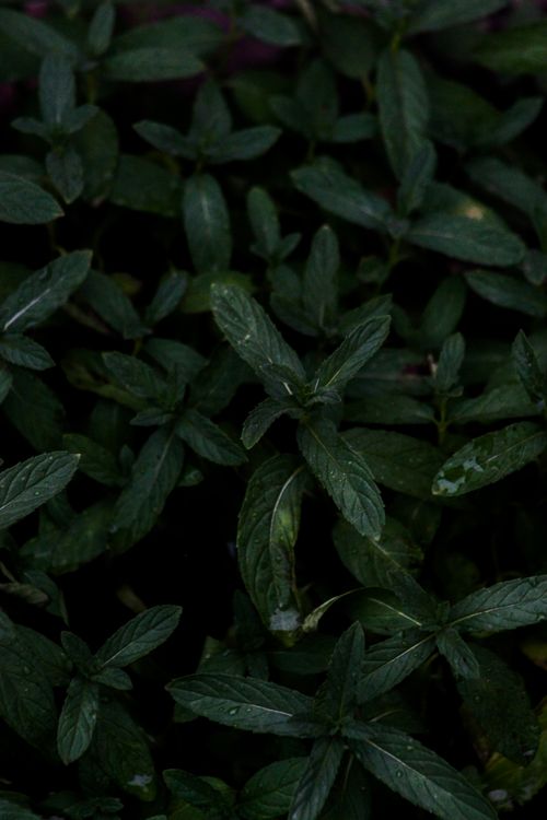 Free Close-up of lush peppermint foliage with dark green leaves capturing natural beauty. Stock Photo