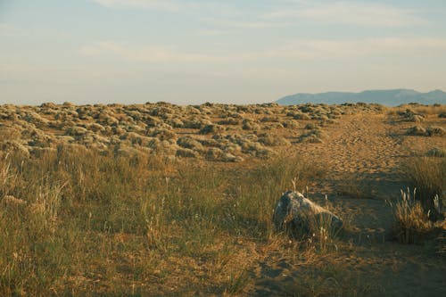 Бесплатное стоковое фото с голубое небо, коричневое поле, окружающая среда