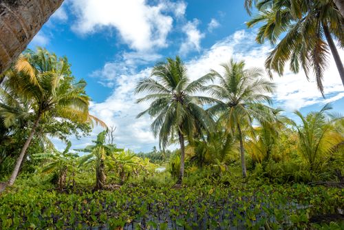 Free Scenic view of tropical landscape with coconut palms and vibrant greenery under a blue sky. Stock Photo