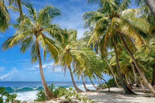 Green Coconut Trees on Beach Shore