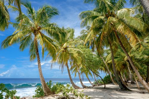 Free Idyllic tropical beach scene with palm trees swaying by the ocean under a bright blue sky. Stock Photo