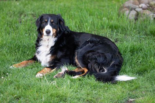 Free A Bernese Mountain Dog peacefully lying on a lush green lawn. Stock Photo