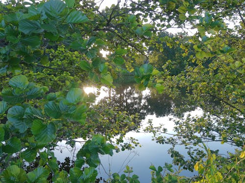 Ilmainen kuvapankkikuva tunnisteilla kultainen auringonlasku, puut, sininen vesi