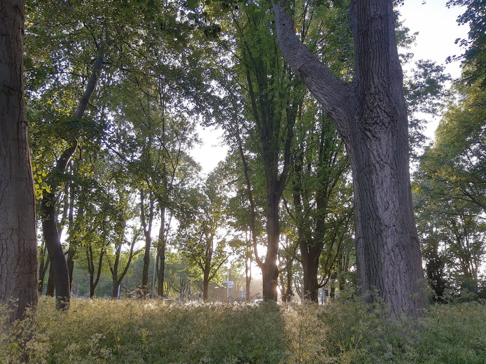 Ilmainen kuvapankkikuva tunnisteilla kaunis auringonlasku, kaunis luonto, syksyn puita