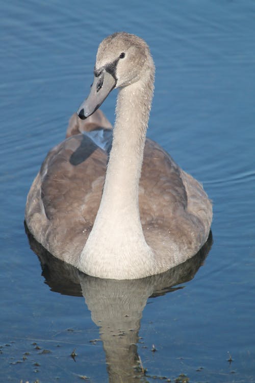 Fotos de stock gratuitas de animal, aves acuáticas, cisne mudo