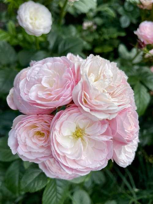 Beautiful Pink Garden Roses