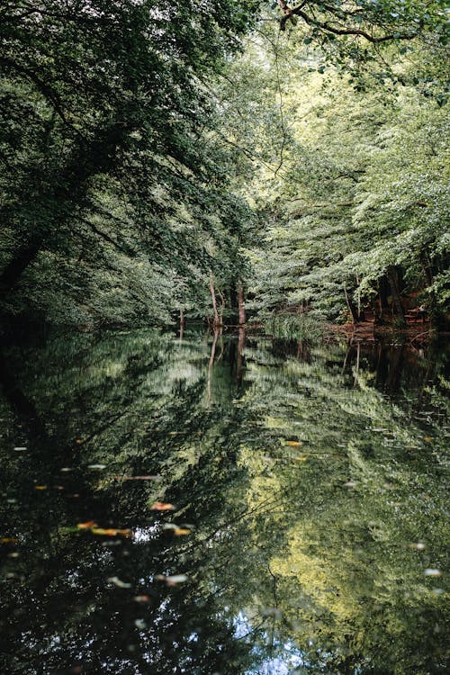 คลังภาพถ่ายฟรี ของ การถ่ายภาพธรรมชาติ, การสะท้อนของน้ำ, ต้นไม้สีเขียว
