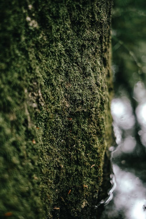 Green Moss on Tree Trunk