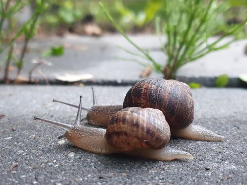 Free stock photo of garden, garden snails, nature Stock Photo
