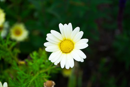 Photos gratuites de délicat, fermer, fleur blanche