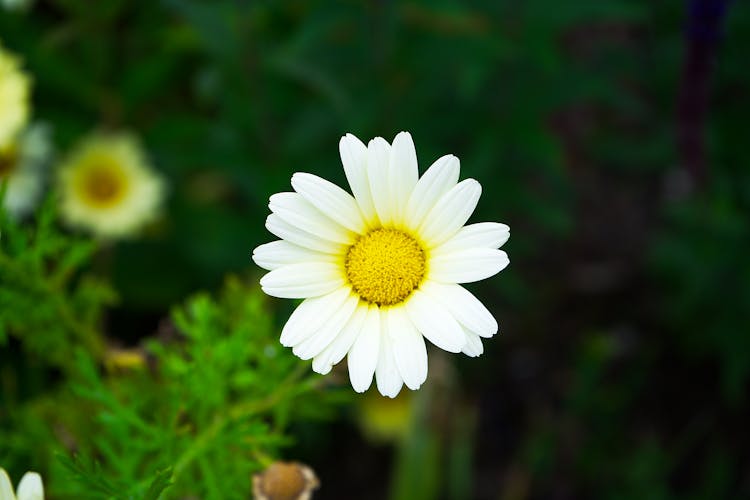 Close-up Photo Of Oxeye Daisy