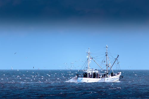 Foto d'estoc gratuïta de bandada, barca de pesca, cel blau