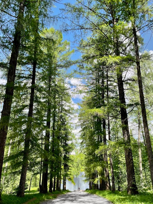 Foto d'estoc gratuïta de arbres verds, aventura, boscos