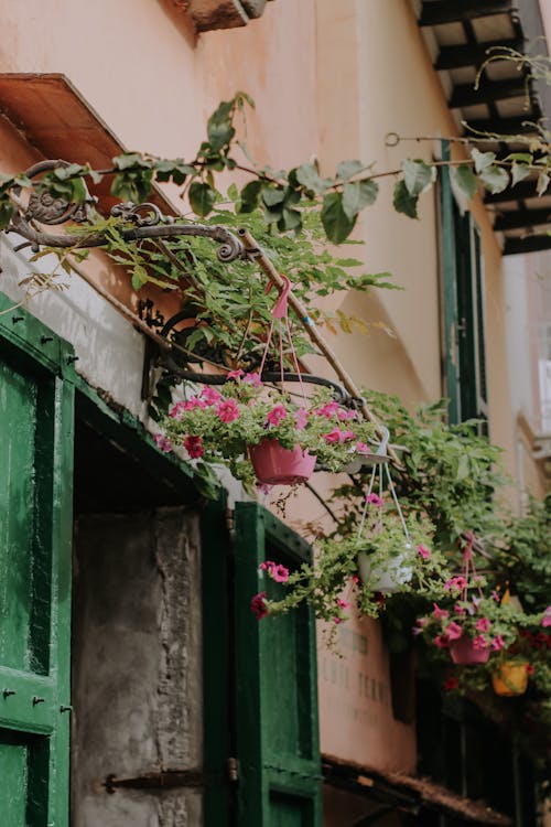 Hanging Pots with Pink Flowers Near the Wooden Window of a House