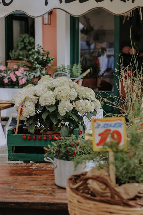 Photos gratuites de centrales, étiquette de prix, hortensia français