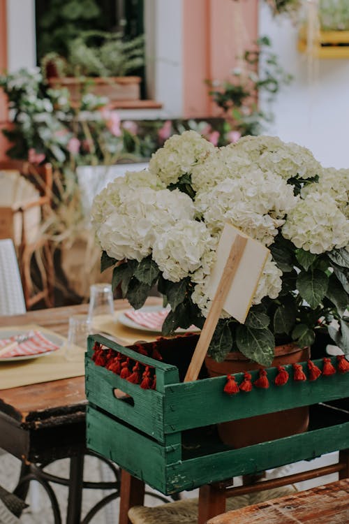 Potted Hydrangea Plant in a Wooden Crate