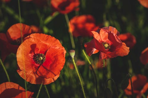 Red Poppy Flowers in Bloom