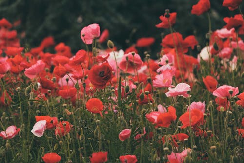 คลังภาพถ่ายฟรี ของ กำลังบาน, ดอกไม้สีแดง, ทุ่งดอกป๊อปปี้