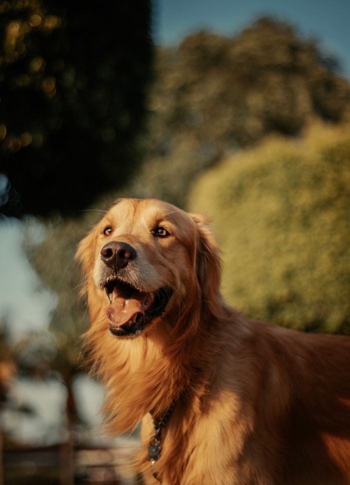 Dog boarding suite