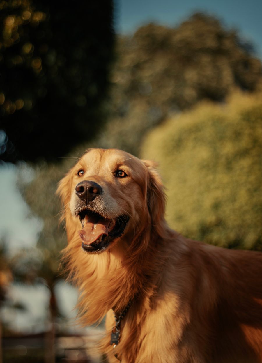 A happy dog enjoying a countryside stay