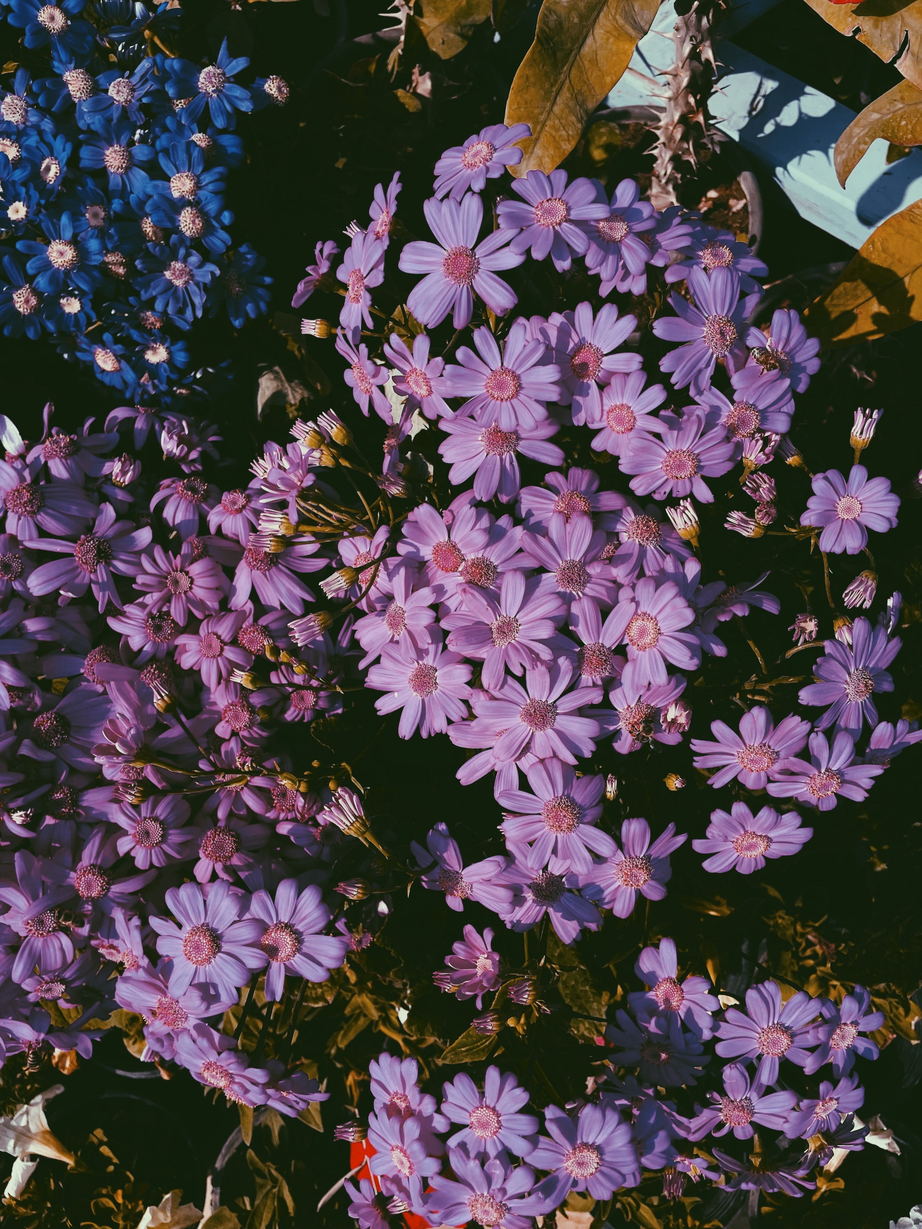 [ColoSach]-a-stunning-display-of-purple-and-blue-flowers,-capturing-the-essence-of-nature's-beauty.