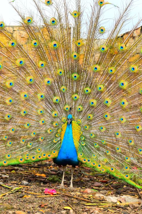 Free Stunning peacock displaying its colorful plumage on the ground outdoors. Stock Photo