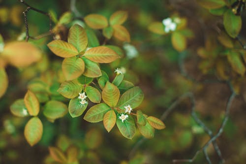Photo of a Plant with Blossoms