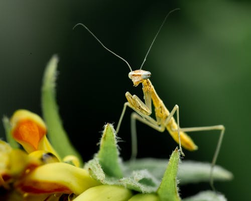 ฟรี คลังภาพถ่ายฟรี ของ การถ่ายภาพแมลง, ตั๊กแตนตำข้าว, ตั้งอยู่ คลังภาพถ่าย