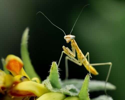 Free Macro shot of a praying mantis perched on a vibrant flower, showcasing intricate details. Stock Photo