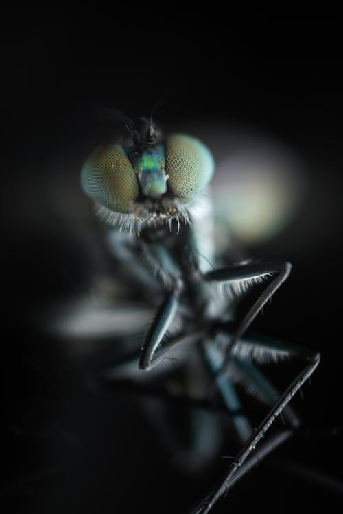 böcek, böcek fotoğrafçılığı, dolikopus içeren Ücretsiz stok fotoğraf