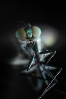 Intricate macro image showcasing the detailed features of a Dolichopus fly.