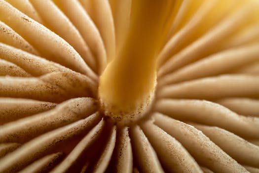 Detailed macro close-up of mushroom gills showcasing intricate natural patterns and textures.