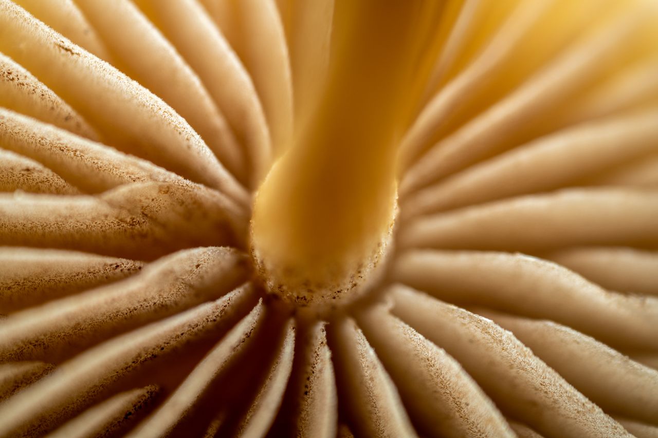 detailed macro close up of mushroom gills showcasing intricate natural