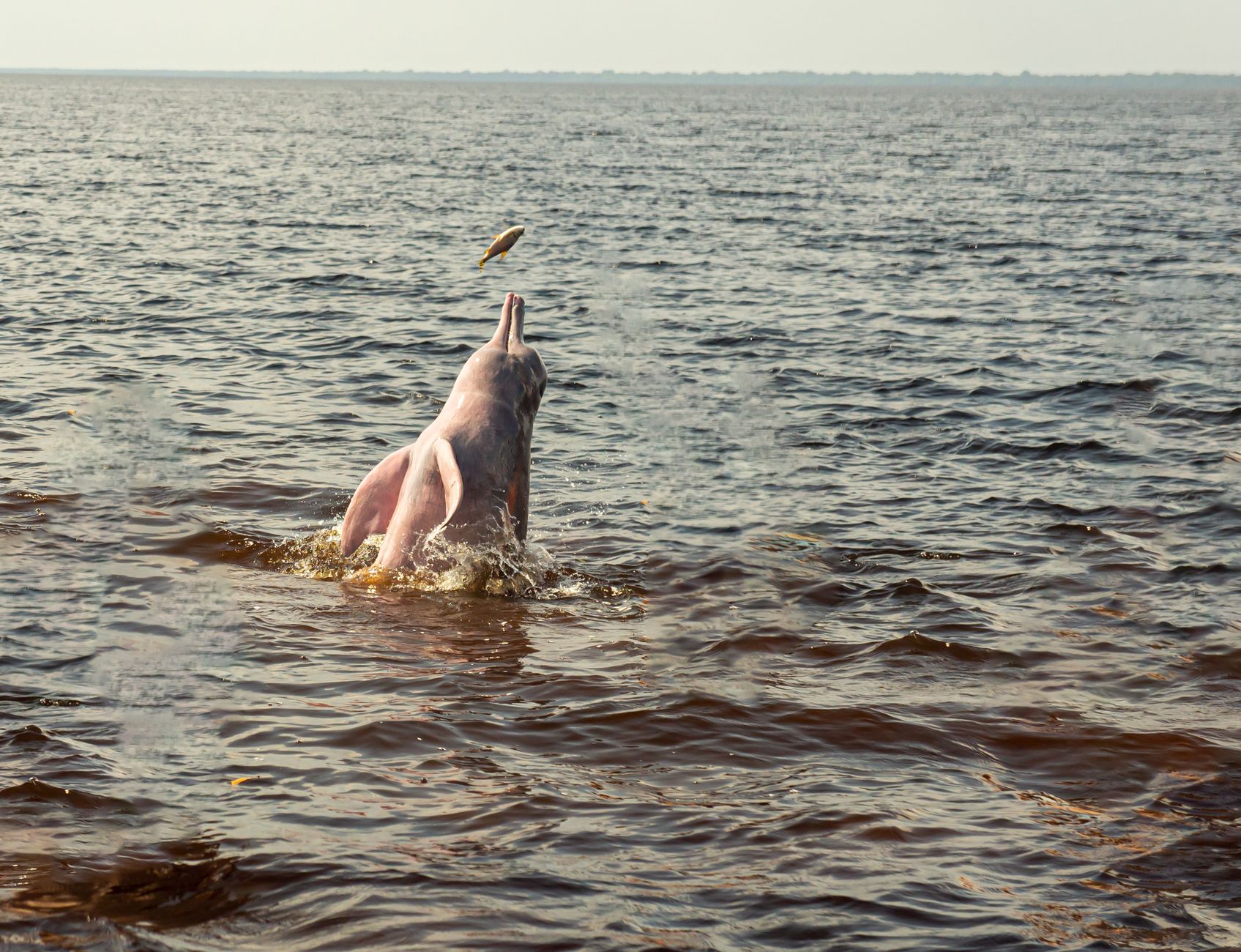 pink river dolphin amazon peru boto inia geoffrensis river encounter