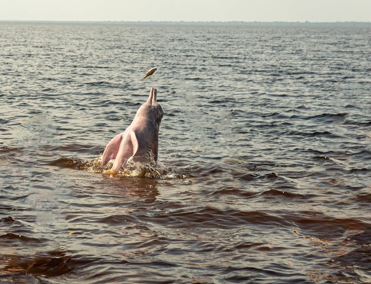 Dolphin Catching Fish