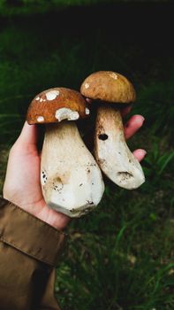 Hand holding Boletus mushrooms in French forest, showcasing autumn harvest.