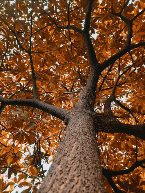 Low Angle Shot of a Tree With Brown Leaves