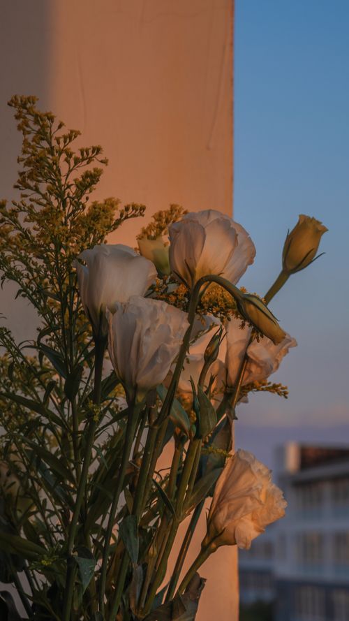 Free 夕阳的花 Stock Photo