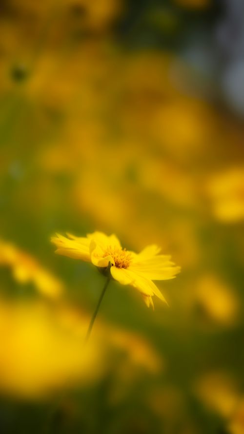 Free 春天的花花 Stock Photo