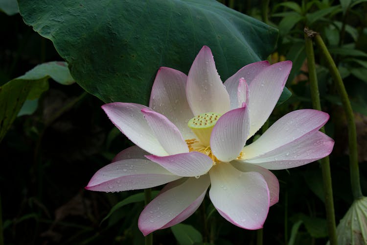 Close-Up Shot Of A Lotus Flower