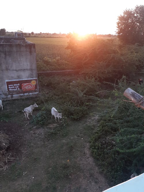 Безкоштовне стокове фото на тему «заходи сонця, корови, ранок»