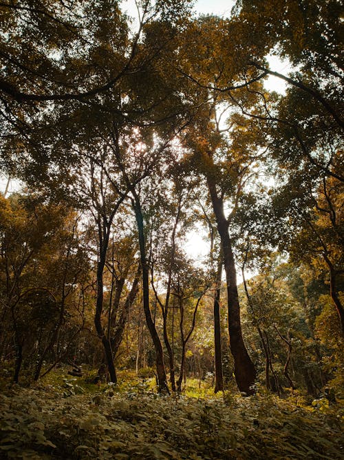 Foto profissional grátis de árvores verdes, floresta, madeiras