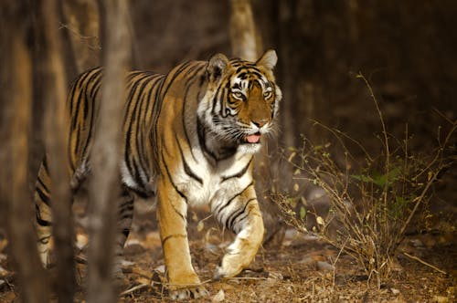 Gratis arkivbilde med bengal tiger, dyr, dyreliv